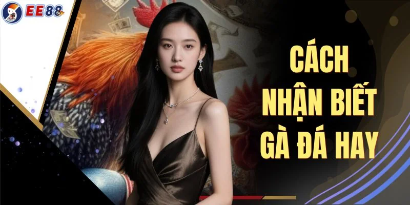 Cách Nhận Biết Gà Đá Hay 5 Dấu Hiệu Tinh Anh Của Chiến Kê