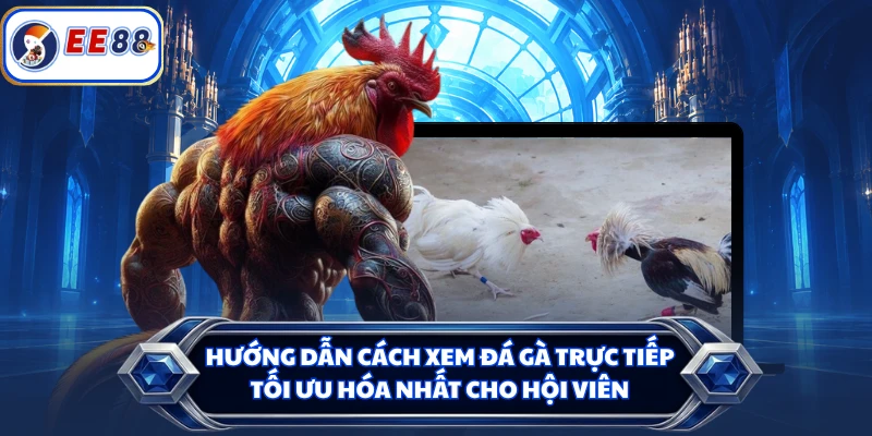 Hướng dẫn cách xem đá gà trực tiếp tối ưu hóa nhất cho hội viên