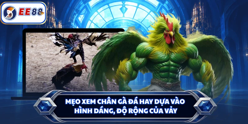Mẹo xem chân gà đá hay dựa vào hình dáng, độ rộng của vảy