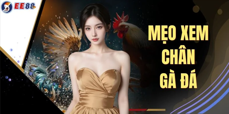 Mẹo Xem Chân Gà Đá 5 Đặc Điểm Vảy Rồng Nhận Biết Sát Kê