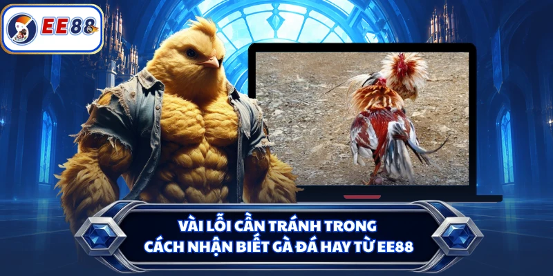 Vài lỗi cần tránh trong cách nhận biết gà đá hay từ EE88